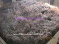  Horse Hair 1