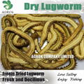 Dry Lugworm Dehydrated Sandworm 1