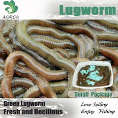 Living lugworm