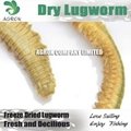 Dry Lugworm Dehydrated Sandworm 4
