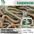Dry Lugworm Dehydrated Sandworm 5