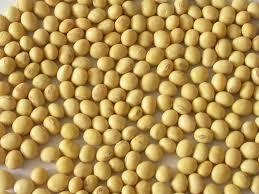 High Quality Yellow Soybean 