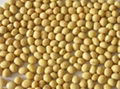 High Quality Yellow Soybean