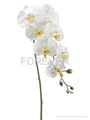 High Quality Real Touch Faux Phalaenopsis Orchid stem in Cream Green