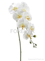 High Quality Real Touch Faux Phalaenopsis Orchid stem in Cream Green