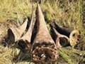 rhino horn and medicine for sale 1