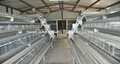 Scientific Design Chicken Cage Egg Layers For Poultry Farm 5