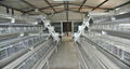 High Quality Battery Egg Laying Cages For Layer Poultry Farm 1