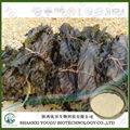 Chian Brown Seaweed Extract Fucoidan 85% Manufacturer 1
