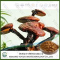 China Herbal extract 10% reishi polysaccharides ganoderma lucidum extract