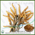 China Cordyceps sinensis Extract Polysaccharides Manufacturer 1