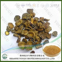 atural corydalis yanhusuo extract /Rhizoma Corydalis Extract/tetrahydropalmatin