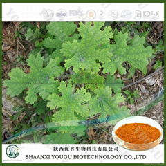 China Macleaya cordata extract Sanguinarine manufacturer