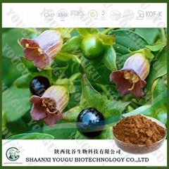China Belladonna Extract Hyoscyamine Powder factory