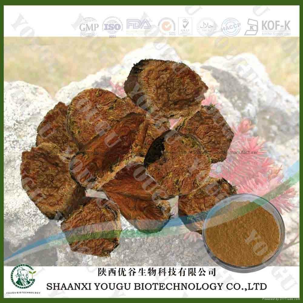 China Natural Rhodiola Rosea Extract 5% Rosavins Manufacturer