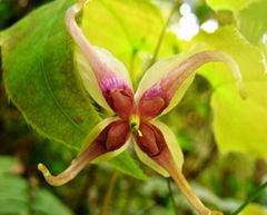 Epimedium Extract