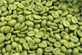 green coffee bean extract 2