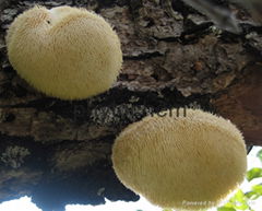 Lion's Mane Mushroom Capsule