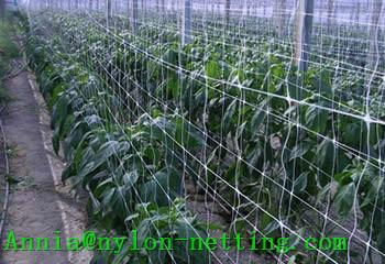 Plant Support Net 2