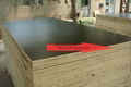 waterproof shuttering plywood 4