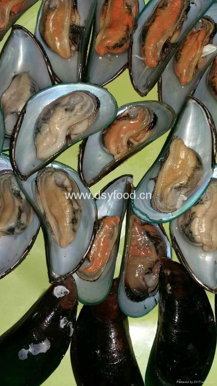 green mussel 