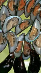 green mussel 