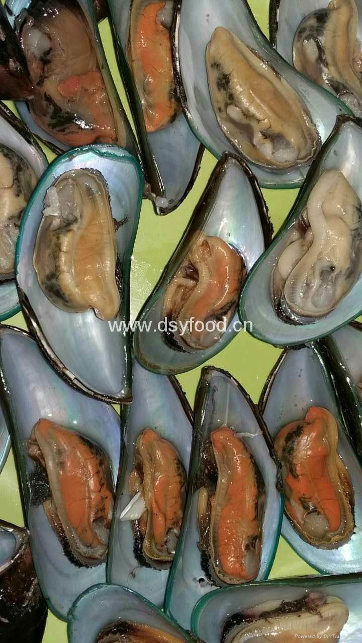green mussel dsyfood (China Trading Company) Aquatic Products