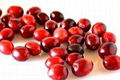 Cranberry Extract 1