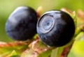 Blueberry Extract  