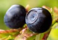 Blueberry Extract