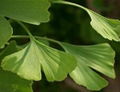 Ginkgo Biloba Extract