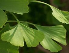 Ginkgo Biloba Extract 