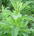 Stevia Leaf Extract 1