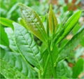 Green Tea Extract 