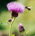 Milk Thistle Extract 1