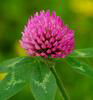 Red Clover Extract