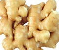 Ginger Extract  