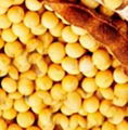 Soybean Extract 