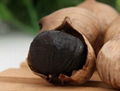 Wholesale Healthcare Product Aged Solo Black Garlic