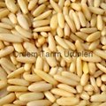 100% Nature Pine Nuts Wild Pine Nuts Organic Pine Nuts Kernels with Shells 