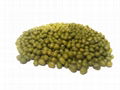 Mung beans 1