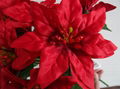 POINSETTIA BUSH X 9 3