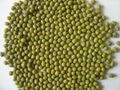Green Mung Beans- Top Quality Available