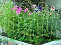 Garden Border Double Round Folding Fence 4