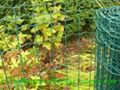 PVC Coated Galvanized Garden Border Fence