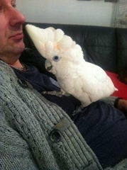 Beautiful cockatoos ready for new home