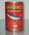 Canned Sardines in Tomato Sauce 1