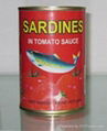 Canned Sardines