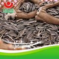 24/64 Sunflower Seeds 5009 3