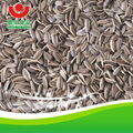 24/64 Sunflower Seeds 5009 5